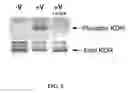 Fig. 06 - Multivalent constructs for therapeutic and diagnostic applications