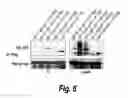 Fig. 08 - METHODS OF IDENTIFYING MODULATORS OF THE PP2A B56 BETA REGULATORY SUBUNIT