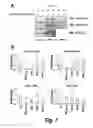 Fig. 09 - METHODS OF IDENTIFYING MODULATORS OF THE PP2A B56 BETA REGULATORY SUBUNIT