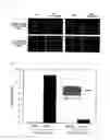 Fig. 02 - VIRUS GROWING IN HYPOXIC CELL OR VIRUS VECTOR EXPRESSING GENE THEREIN