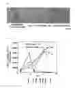 Fig. 05 - VIRUS GROWING IN HYPOXIC CELL OR VIRUS VECTOR EXPRESSING GENE THEREIN
