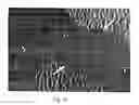 Fig. 04 - METHODS FOR INTRODUCING HETEROLOGOUS CELLS INTO FISH