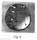 Fig. 07 - METHODS FOR INTRODUCING HETEROLOGOUS CELLS INTO FISH