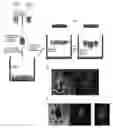 Fig. 01 - Systems and methods for magnetic guidance and patterning of materials
