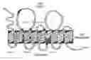 Fig. 01 - G6PC2-Encoded Beta Cell Surface Tags