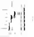 Fig. 03 - Methods for inducing selective apoptosis