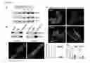 Fig. 09 - MG53 COMPOSITIONS AND METHODS OF USE