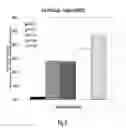 Fig. 06 - INTERFERON ALPHA-INDUCED PHARMACODYNAMIC MARKERS