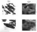 Fig. 01 - Enhanced immune response against infections