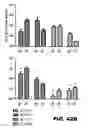 Fig. 76 - Recombinant bacterium capable of eliciting an immune response against  
