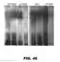 Fig. 83 - Recombinant bacterium capable of eliciting an immune response against  