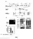 Fig. 02 - METHOD FOR REDUCING BODY FAT AND INCREASING LEAN BODY MASS BY REDUCING STEAROYL-COA DESATURASE 1 ACTIVITY