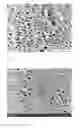 Fig. 06 - Nanoporous polymer foams
