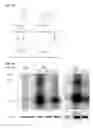 Fig. 02 - Methods for identifying RNA segments bound by RNA-binding proteins or ribonucleoprotein complexes