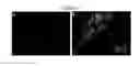 Fig. 02 - Assays to Detect Small-Scale Mutations in Individual Cells