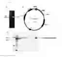 Fig. 02 - Recombinant beta-galactosidase derived from 
