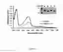 Fig. 02 - Methods of producing recombinant heme-binding proteins and uses thereof