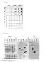 Fig. 06 - Expression vector containing the major envelope protein P9 of cystovirus PHI6 as a fusion partner, and process for producing a membrane protein using the same