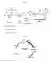 Fig. 02 - N-acetylglucosamine-2-epimerase and method for producing CMP-neuraminic acid using the same