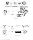 Fig. 03 - Method of characterizing glycans attached to glycoproteins