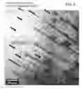 Fig. 07 - High performance superconducting devices enabled by three dimensionally ordered nanodots and/or nanorods