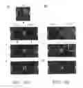 Fig. 04 - Protein fragment complementation assays for the detection of biological or drug interactions