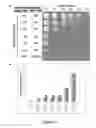 Fig. 04 - System useful for reporting protein-protein interactions in the bacterial periplasm