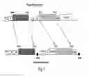 Fig. 03 - Multi-chain eukaryotic display vectors and uses thereof