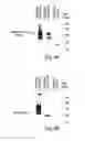 Fig. 05 - Multi-chain eukaryotic display vectors and uses thereof