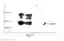 Fig. 22 - Multi-chain eukaryotic display vectors and uses thereof