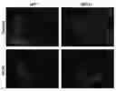 Fig. 01 - Methods and kits for ascertaining biosafety of an agent