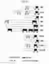 Fig. 40 - NOVEL BAG PROTEINS AND NUCLEIC ACID MOLECULES ENCODING THEM