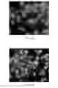 Fig. 08 - PIMAP39 modulates LPS-induced inflammatory response