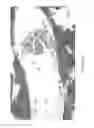 Fig. 09 - PIMAP39 modulates LPS-induced inflammatory response