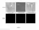 Fig. 07 - PSMA BINDING LIGAND-LINKER CONJUGATES AND METHODS FOR USING