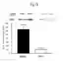 Fig. 19 - METHODS FOR TREATMENT OF THIOL-CONTAINING COMPOUND DEFICIENT CONDITIONS