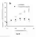 Fig. 07 - Radioprotective agents