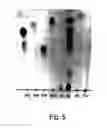 Fig. 06 - Agent derived from tortoise spleen stimulating mammalian hemopoiesis