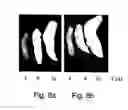 Fig. 09 - Agent derived from tortoise spleen stimulating mammalian hemopoiesis