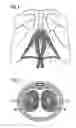 Fig. 02 - Stimulation of sexually responsive tissue of the vulva