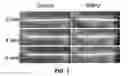 Fig. 06 - MATERIALS AND METHODS FOR TREATING CRITICALLY SIZED DEFECTS IN MOUSE BONE