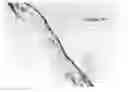 Fig. 08 - Tissue graft compositions and methods for producing same