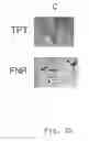 Fig. 06 - Expression cassettes for transgenic expression of nucleic acids