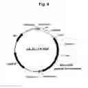 Fig. 07 - Increasing cell wall deposition and biomass density in plants