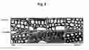 Fig. 09 - Increasing cell wall deposition and biomass density in plants