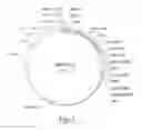 Fig. 02 - METHOD FOR THE EXPRESSION IN PLANT OF THE GLUTAMIC ACID DECARBOXYLASE (GAD65) AND RELATED EXPRESSION VECTORS