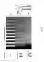 Fig. 09 - Resonance compensation in scanning probe microscopy