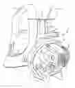 Fig. 01 - Harness for backpack blower