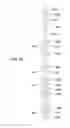 Fig. 22 - Apparatus and methods for supporting an elongated member
