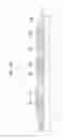 Fig. 12 - Display device and method of manufacturing the same